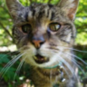 Meet your Posher, Heat